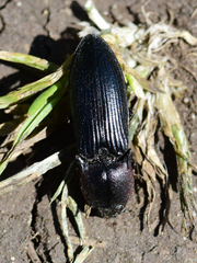 Selatosomus lateralis