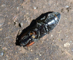 Selatosomus lateralis