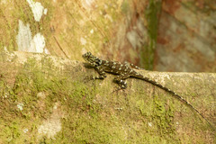 Tree Runner photo 5