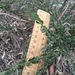 Acacia paradoxa