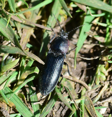 Selatosomus lateralis