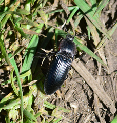 Selatosomus lateralis