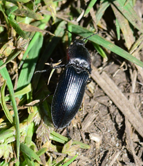 Selatosomus lateralis