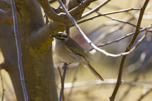 Yellow-faced Honeyeater