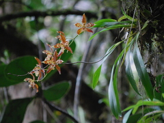 Oncidium luteopurpureum
