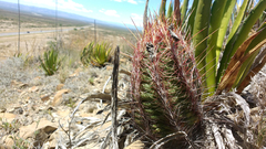 Thelocactus bicolor bicolor