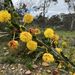 Acacia paradoxa