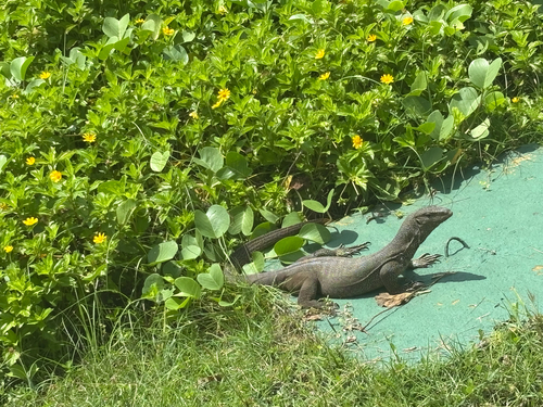 Bengal Monitor