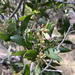 Acacia melanoxylon