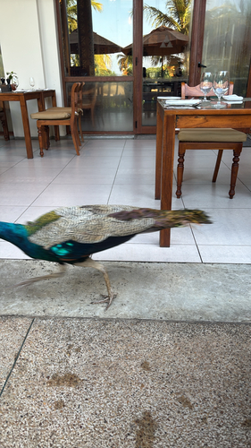 Indian Peafowl
