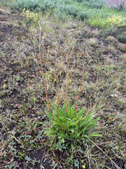 Valeriana edulis