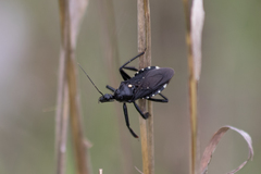 Apiomerus longispinis