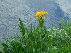 Senecio billieturneri