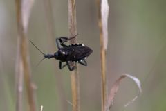 Apiomerus longispinis