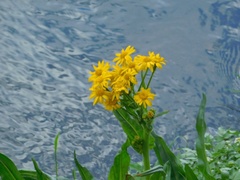 Senecio billieturneri