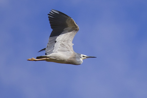 White-faced Heron
