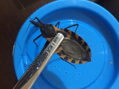 Triatoma dimidiata