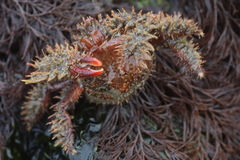 Hapalogaster mertensii