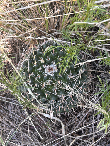 Mammillaria uncinata