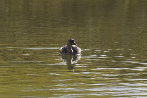 Australasian Grebe