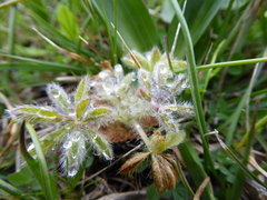 Lupinus densiflorus densiflorus