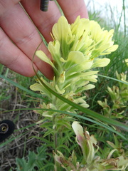 Castilleja citrina