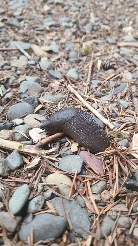Black Slug