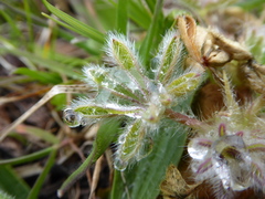 Lupinus densiflorus densiflorus