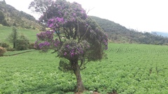 Andesanthus lepidotus