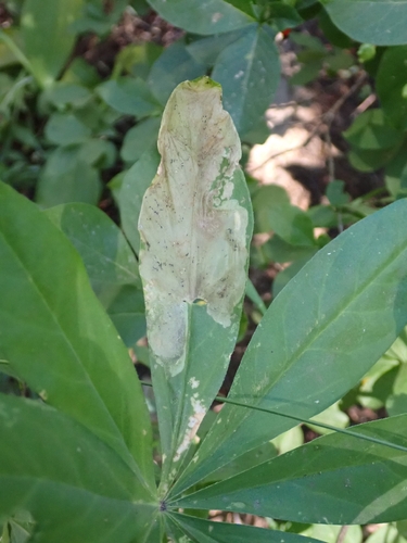 iNaturalist observation photo of Liriomyza leaf-mining flies