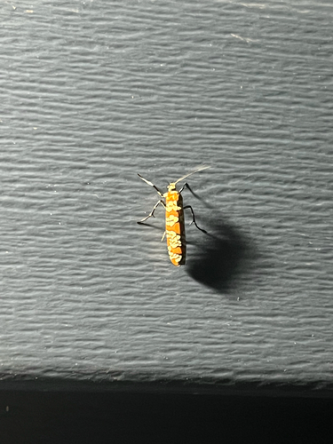 Ailanthus Webworm Moth