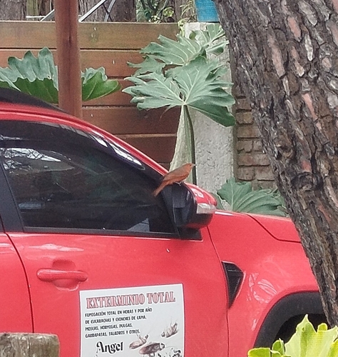 Hepatic Tanager