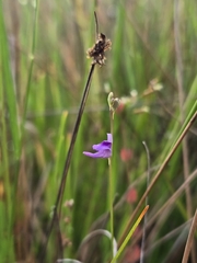 (c) jimmy, some rights reserved (CC BY) Utricularia caerulea, photograph (c) jimmy, some rights reserved (CC BY)
