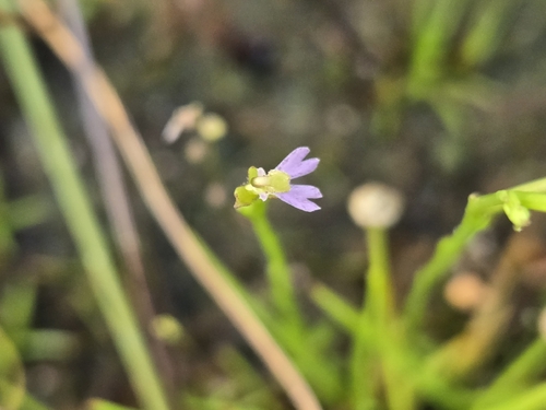 Stylidium tenellum (Stylidium tenellum)