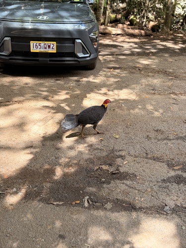 Australian Brushturkey