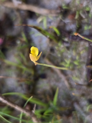 Utricularia bifida