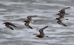 Calidris canutus rufa