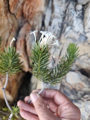 Gnidia pinifolia