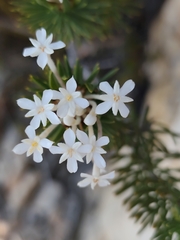 Gnidia pinifolia, photograph (c) Jeanette Clarke, some rights reserved (CC BY-SA)