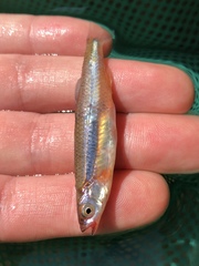 Notropis percobromus