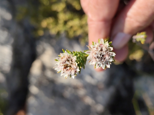 Staavia brownii (Staavia brownii)