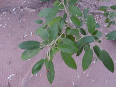 Croton gratissimus
