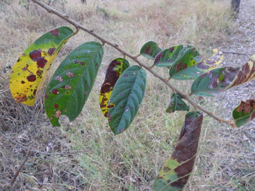 Antidesma venosum, photograph 2