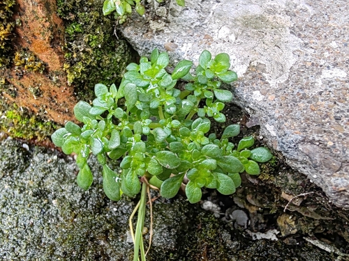 Artillery Plant