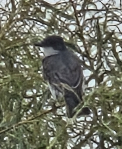 Eastern Kingbird