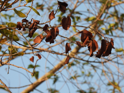 Dombeya rotundifolia, photograph 3