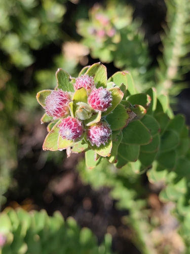 Leucospermum bolusii, photograph 5