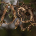 Acacia horrida