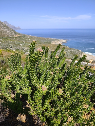 Leucospermum bolusii, photograph 6