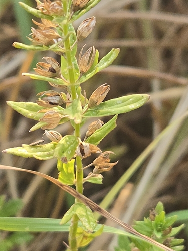 Teucrium cubense, photograph 4